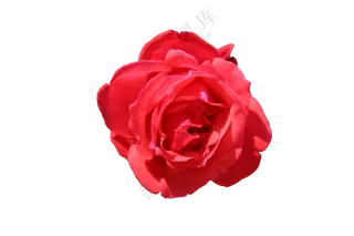 红色免抠花卉  月季