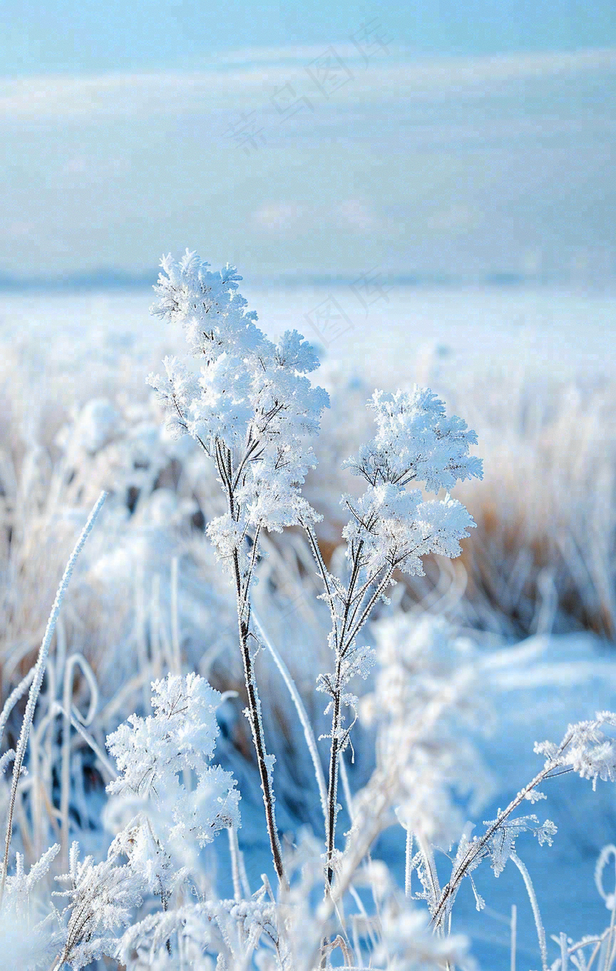 冬天白雪地里的芦苇植物小寒大寒寒露霜降摄影图