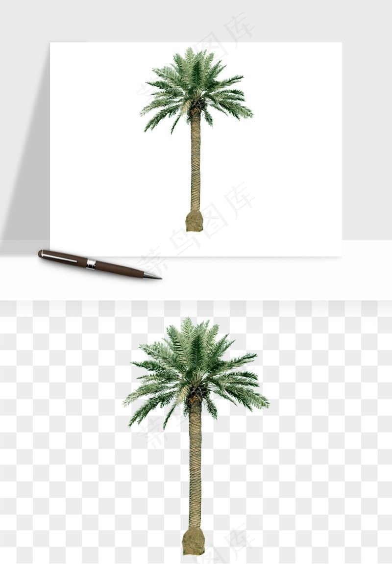 棕榈树椰树png免抠