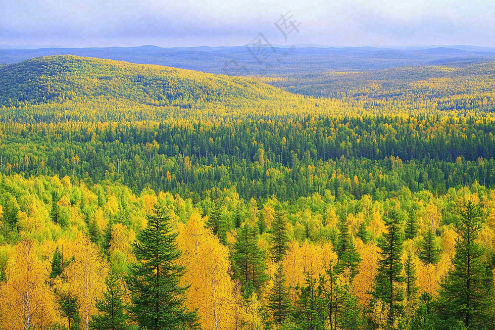 秋天立秋森林大自然风景摄影图