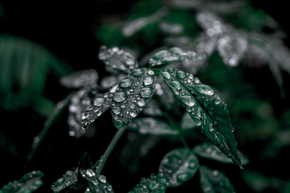 植物素材背景图片 (1)