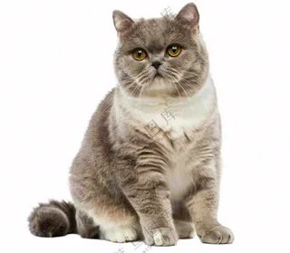 可爱小猫萌宠宠物动物免抠