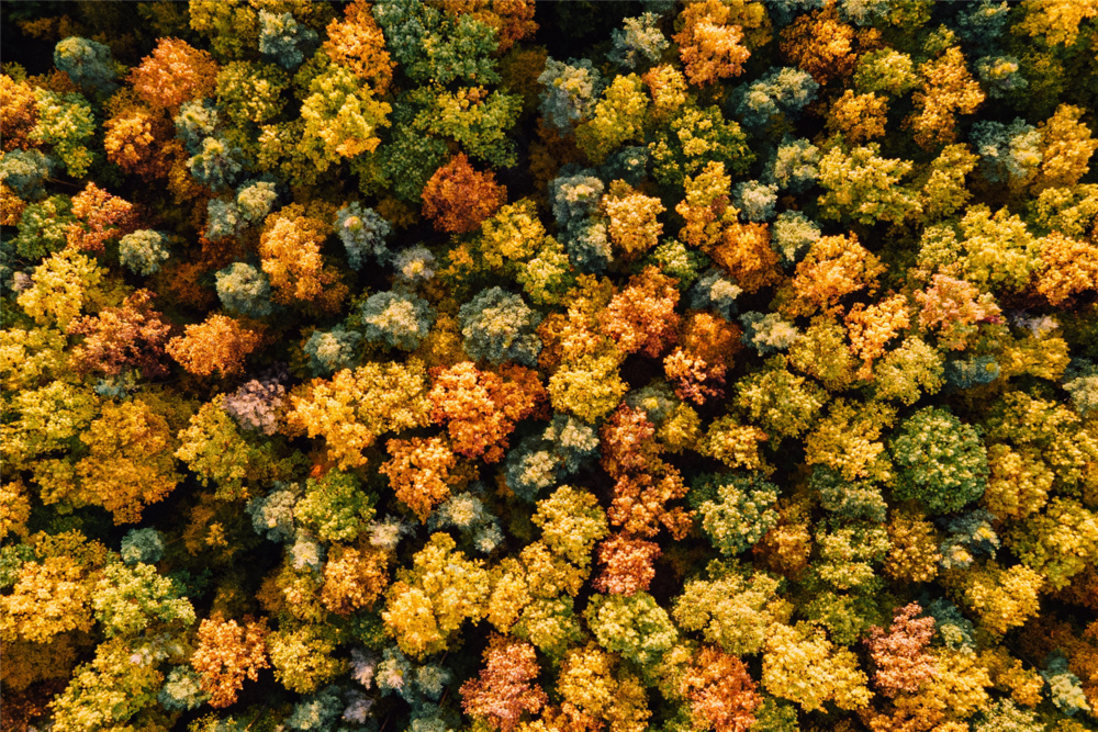 秋天树林鸟瞰图