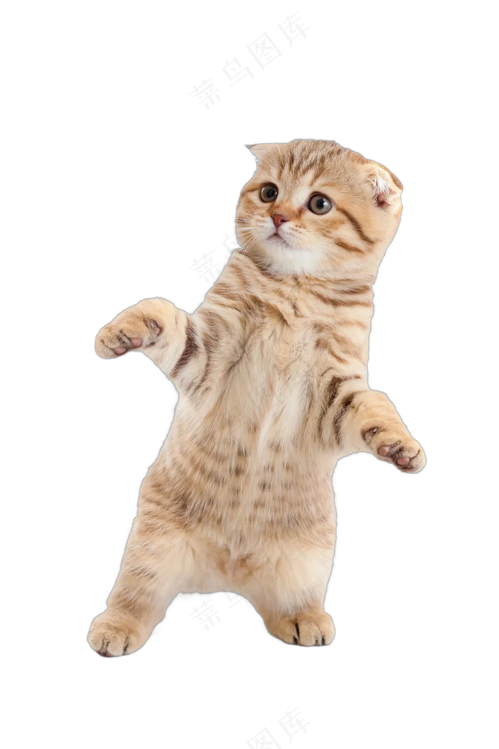 png免抠搞笑有趣动物