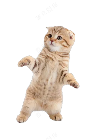 png免抠搞笑有趣动物