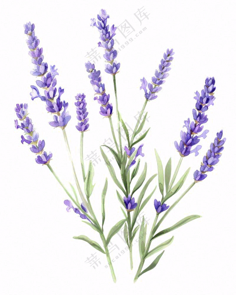 紫色薰衣草花朵植物插画免抠