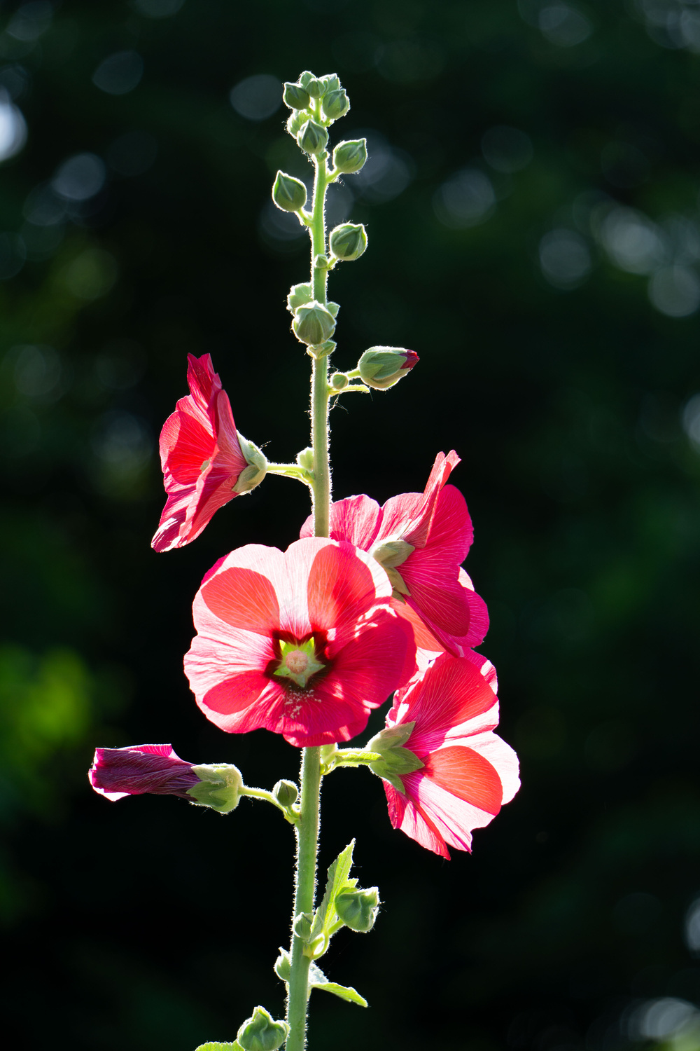夏日的花朵