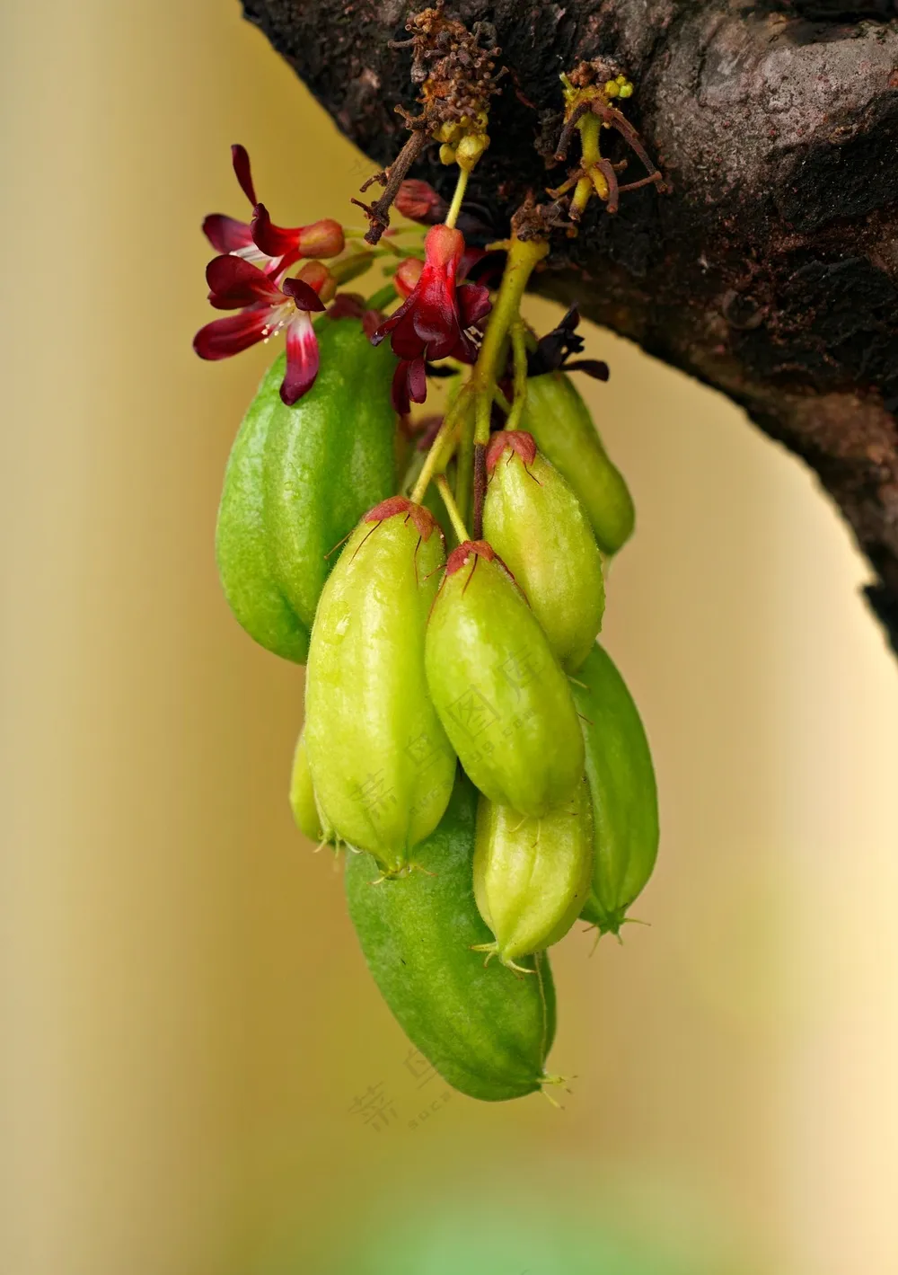挂在树上新鲜的果子