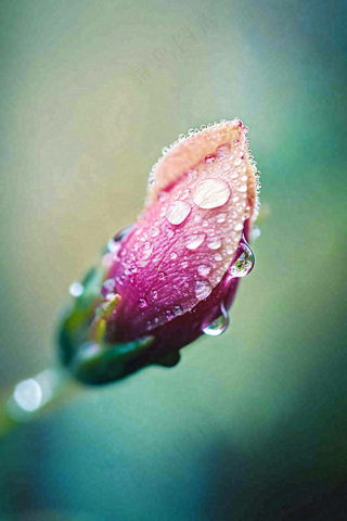 春天盛开的花朵露水雨水寒露摄影图