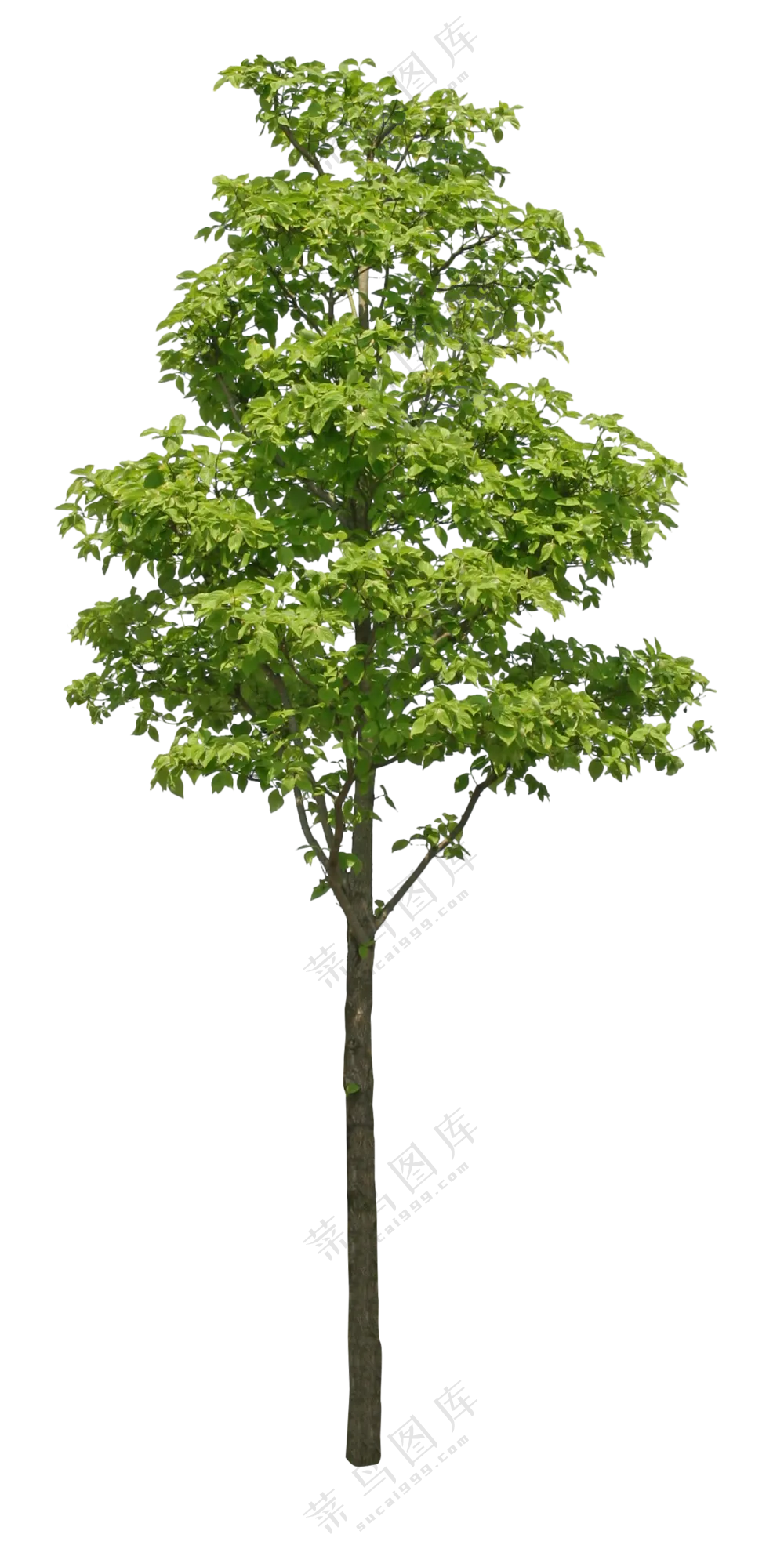 PNG免扣植物树木