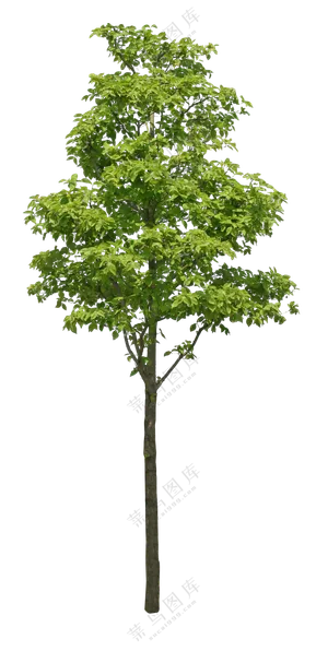 PNG免扣植物树木