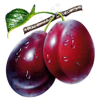 水果插画元素 (11)