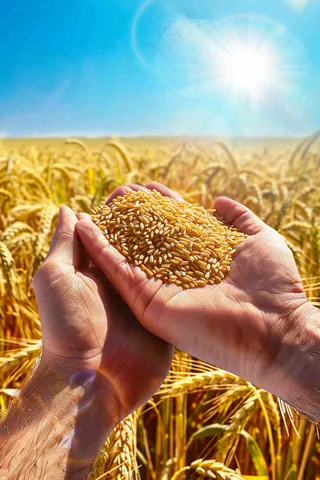 金黄的稻田手捧粮食珍惜粮食芒种世界粮食日摄影图