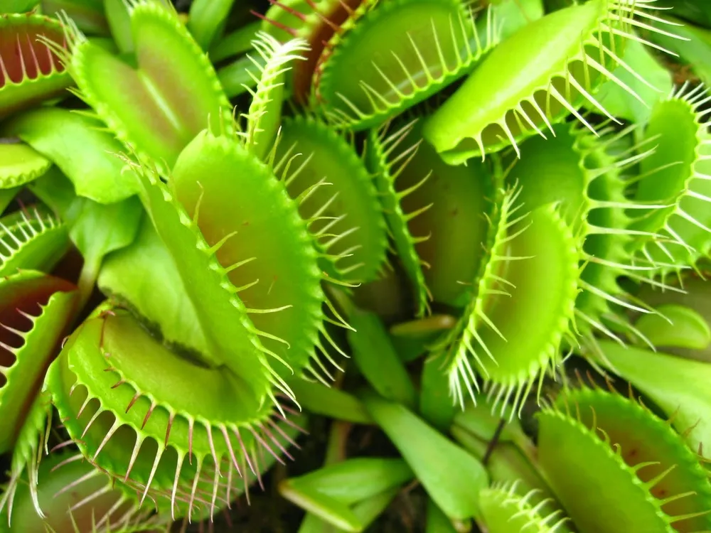 捕蝇草 捕蝇草盆栽 食虫植物 食苍草 捕蝇草 捕蝇草盆栽 食虫植物 食苍草