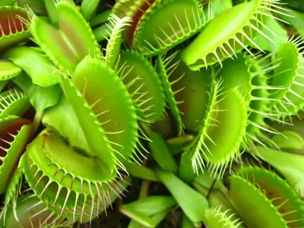 捕蝇草 捕蝇草盆栽 食虫植物 食苍草 捕蝇草 捕蝇草盆栽 食虫植物 食苍草
