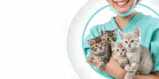 宠物医院猫狗生病救治摄影图