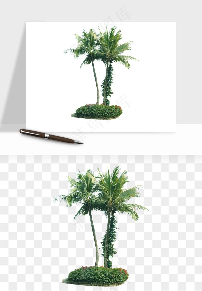 棕榈树椰树png免抠