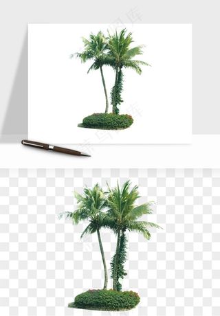 棕榈树椰树png免抠