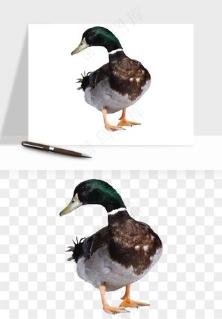 鸭子小鸭png免抠