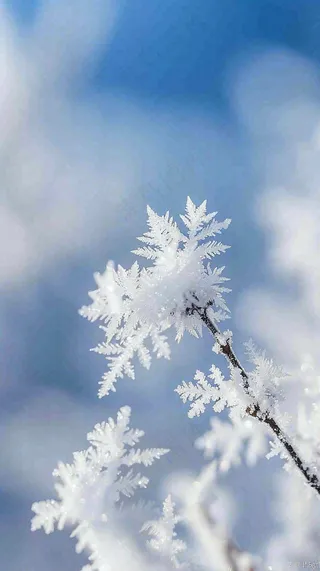 冬天结霜的植物白霜寒冷霜降摄影图