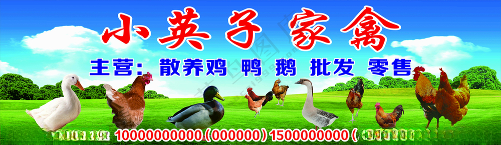 家禽鸡鸭鲜海报家禽有机农场