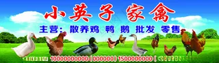家禽鸡鸭鲜海报家禽有机农场