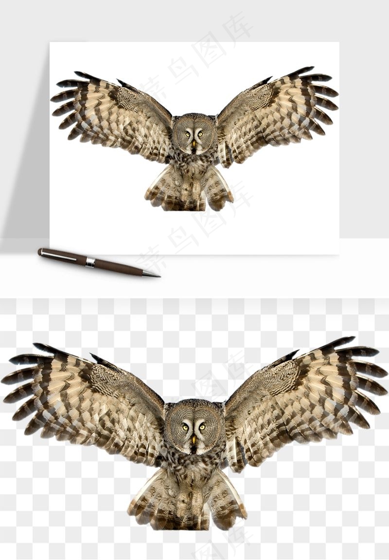 猫头鹰鸟类png免抠