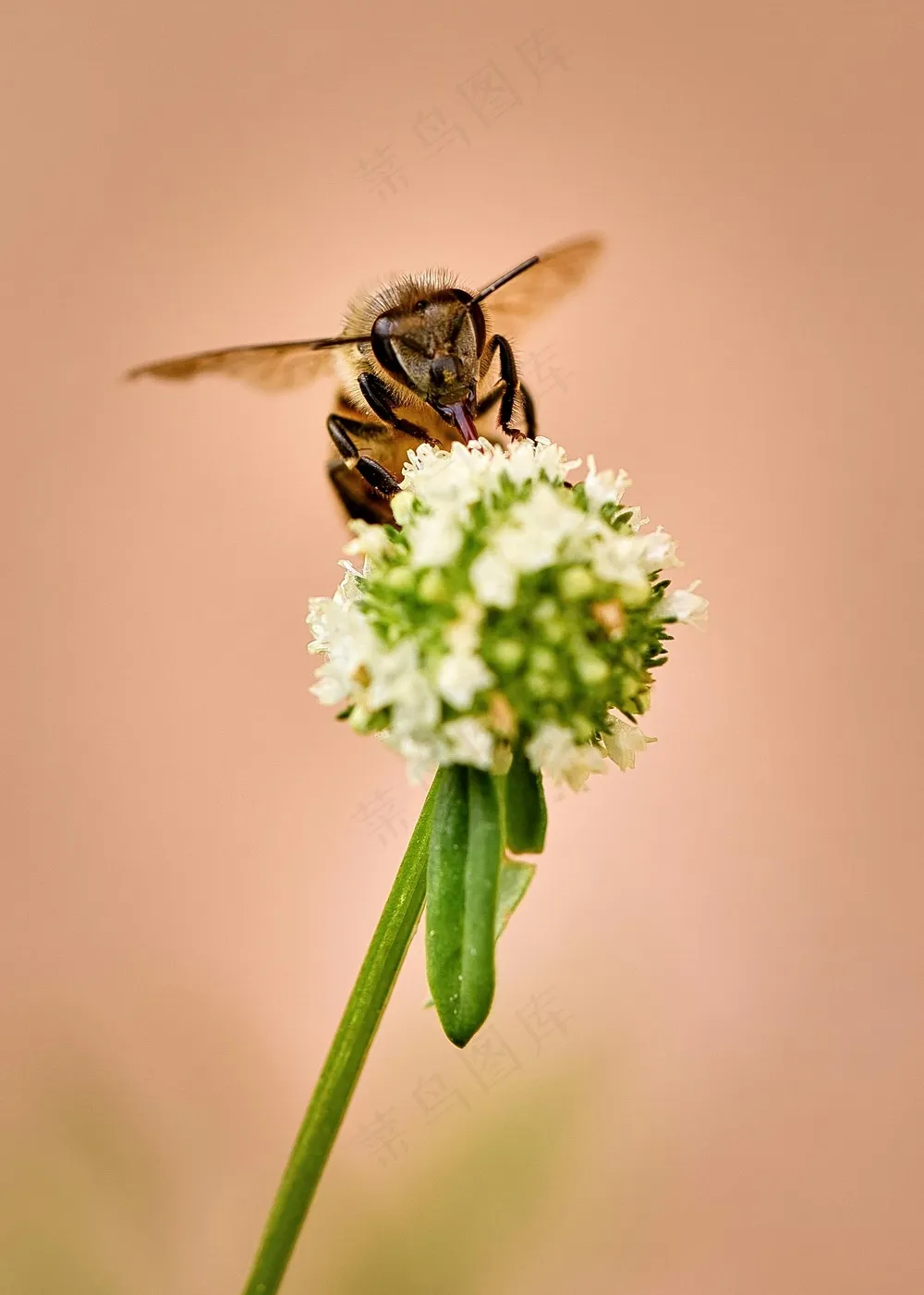 自然生态韵彩：蜜蜂采花瞬间