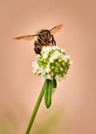 自然生态韵彩：蜜蜂采花瞬间