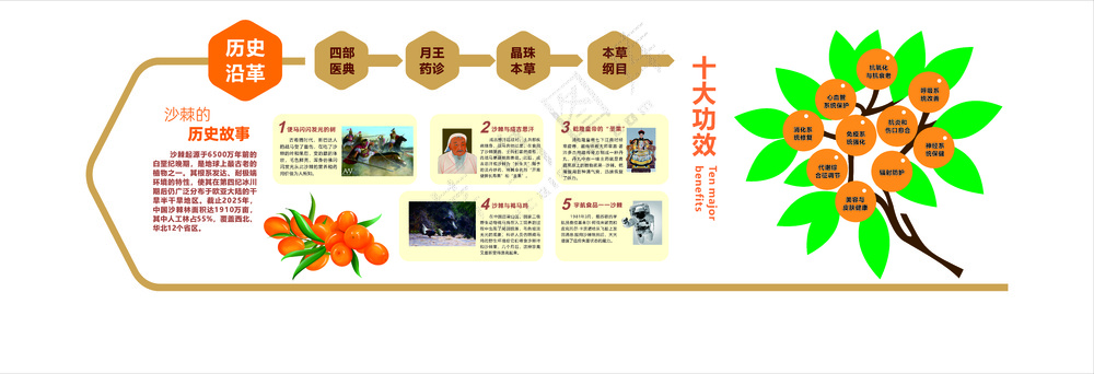 沙棘十大功效