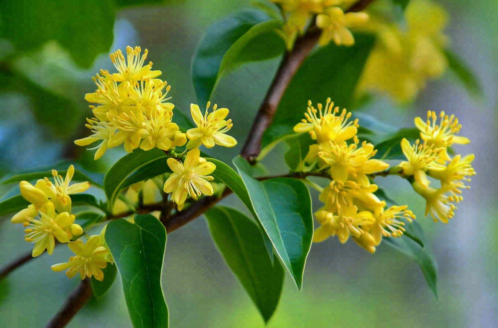 树枝上的小黄花植物摄影图