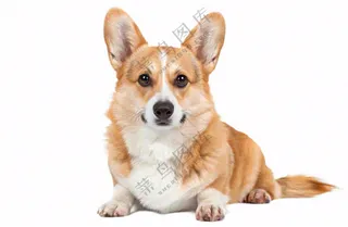 柯基小狗萌宠宠物动物免抠