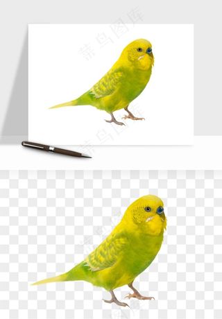 鹦鹉八哥鸟宠物png免抠