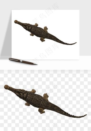 鳄鱼动物png免抠