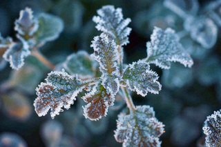 冬季植物叶片上的白色雪霜霜降小寒寒露摄影图