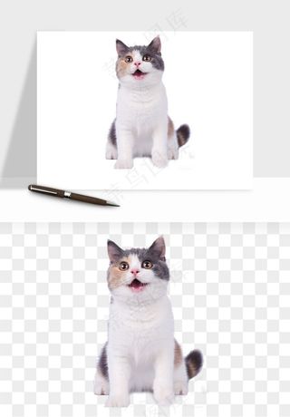 猫咪喵星人狗狗宠物元素png免抠