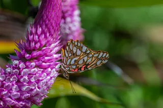 红花上的花蝴蝶