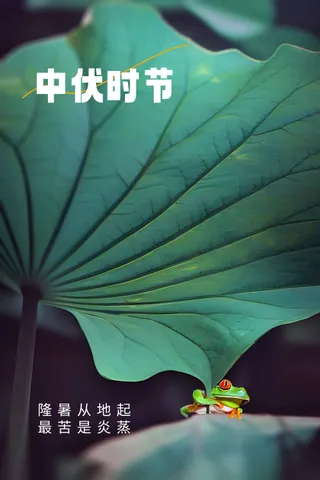绿色简约中伏节气海报