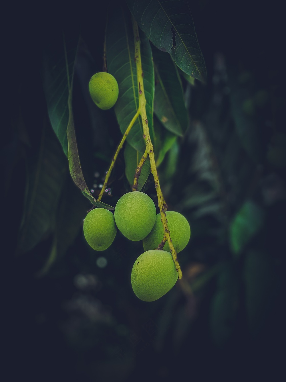 青涩芒果摄影图片
