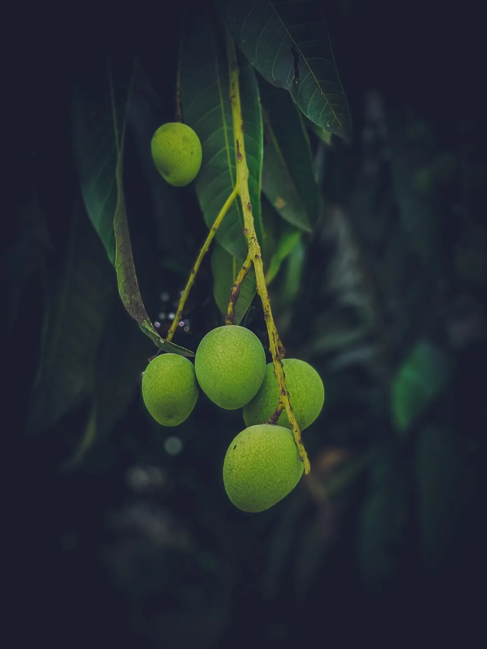 青涩芒果摄影图片