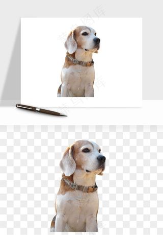 猫咪喵星人狗狗宠物元素png免抠