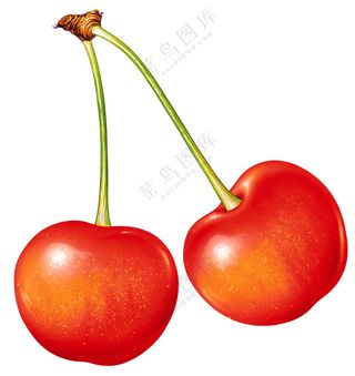 水果插画元素 (20)