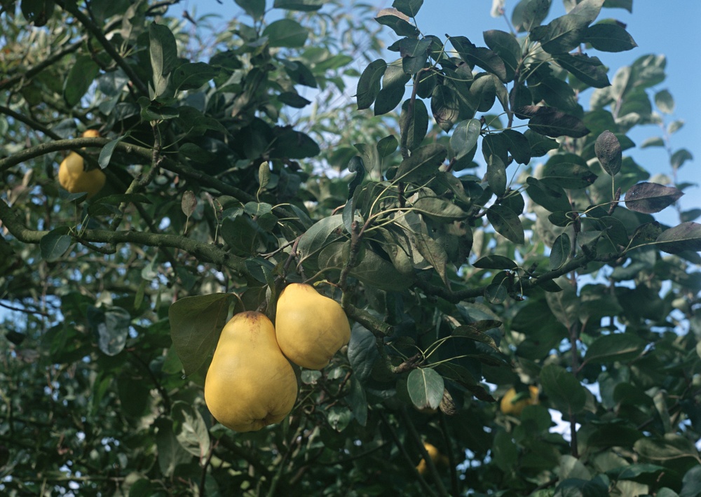 树枝上的梨子 (2)