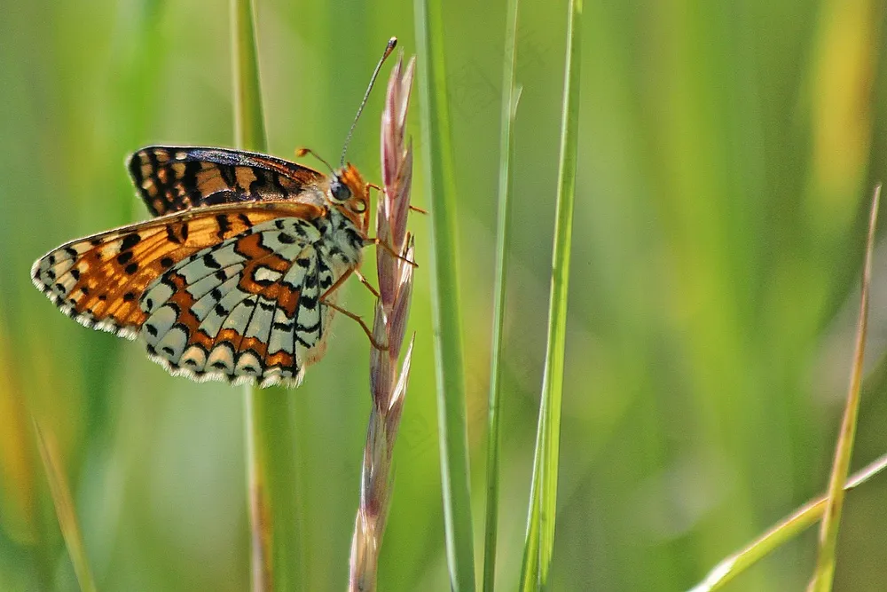 翠绿草丛中的彩蝶