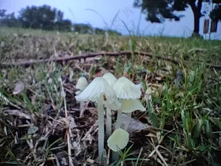 白色的菌子