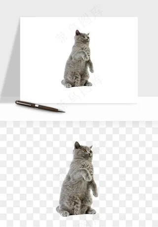 猫咪喵星人狗狗宠物元素png免抠