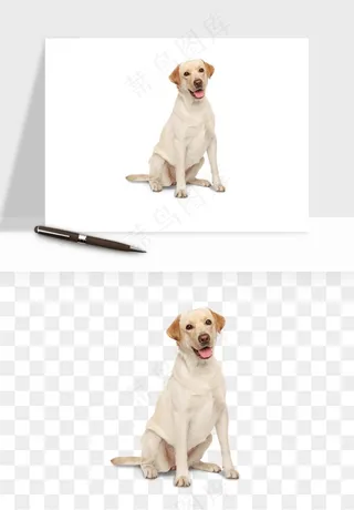 猫咪喵星人狗狗宠物元素png免抠