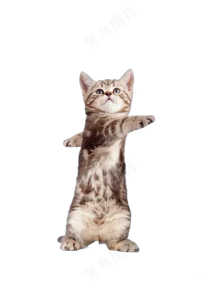 png免抠搞笑有趣动物