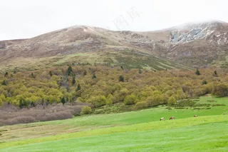 春山牧歌：自然色彩摄影