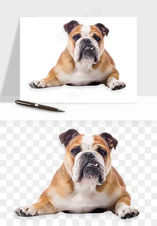 猫咪喵星人狗狗宠物元素png免抠